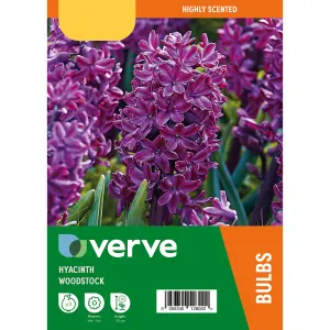 Hyacinth Woodstock 3 Flower bulbs