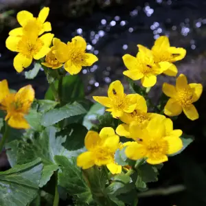 Lincolnshire Pond Plants Ltd Marginal Plants - Pond Plants (Caltha Palustris 'Polypetala')  - 3x 1 Litre Plants