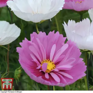 Cosmos bipinnatus Cupcakes 1 Seed Packet (100 Seeds)