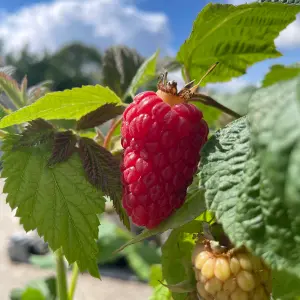 Lincolnshire Fruits Cascade Delight Potted 7 Litre (Raspberry)