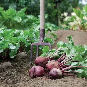 Beetroot Globe 2 1 Seed Packet (250 Seeds)