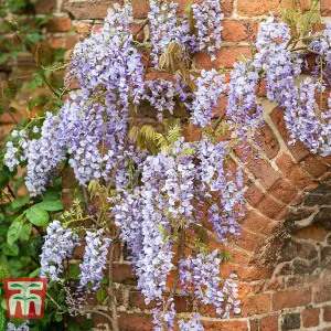 Wisteria floribunda Naga Noda 15cm Potted Plant x 1