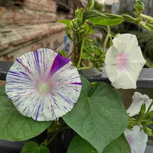 Morning Glory Kiss Me Quick 1 Seed Packet (25 Seeds)