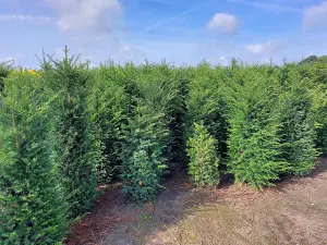 English Yew Hedging Plants Taxus Baccata x15 5-6ft Full Pallet of Rootball Trees