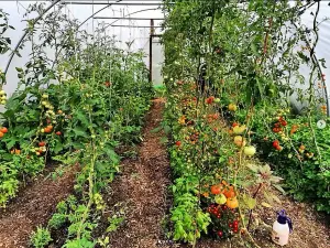 18ft x 30ft Large Commercial Heavy Duty Polytunnel Kit - Professional Greenhouse