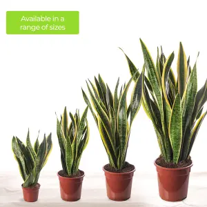 Sansevieria Laurentii - Indoor House Plant for Home Office, Kitchen, Living Room - Potted Houseplant (80-90cm)