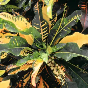 Codiaeum 'Sunny Star' Plant - Bright Leaf Variegations, Ideal for Home or Office, Easy to Maintain (30-40cm)