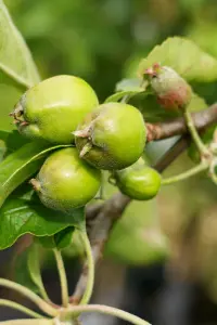 Lincolnshire Fruits Broadholme Beauty Potted Apple 12 Litre Tree