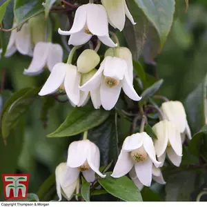 x 2 Evergreen Clematis Winter Beauty - 2 Litre Potted Plant - Winter Flowering - Ideal for a warm, sheltered spot