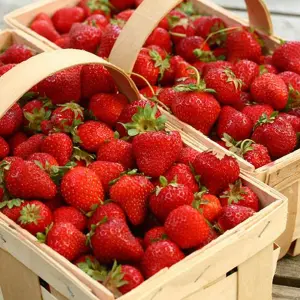 3 x Strawberry Mixed Fruit Plants - Hardy Garden Bushes in 9cm Pots - Grow Your Own