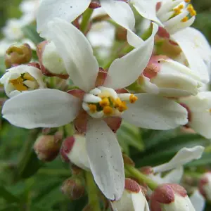 Choisya ternata White Dazzler 9cm Potted Plant x 2