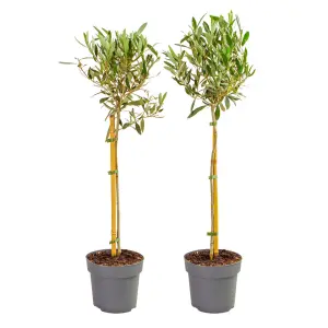 Hardy Standard Olive Trees 80cm tall (Pack of 2)