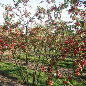 Malus Evereste Tree - Crab Apple Tree, White Spring Blossoms, Low Maintenance (5-6ft)