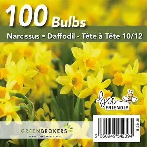 Yellow Narcissus Daffodil Bulbs - Big Buy Value Pack-100 Bulbs-Bee Friendly-Easy Planting-Spring Flowers-Eco-Friendly Packaging