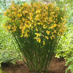 Cytisus Apricot Gem Garden Shrub - Stunning Yellow Flowers, Compact Size, Attracts Pollinators (10-30cm Height Including Pot)