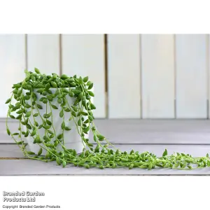 Gift Senecio Rowleyanus String of Pearls 14cm Pot x 1