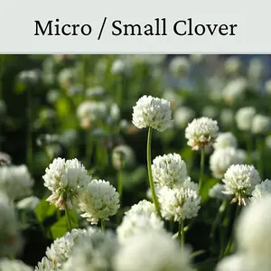 Micro Clover Seed for Lawn UK - 100% Small Leaf White Clover - Over Seeding or New Areas - 150g Pack Covers 15-30m²