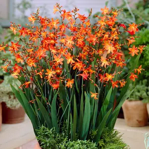 Crocosmia Carmine Brilliant - Brilliant Orange Blooms, Sun, Moderate Height (30-40cm Height Including Pot)