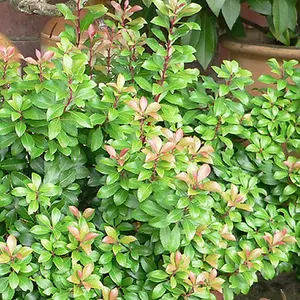 Pieris Little Heath Garden Plant - Compact Evergreen, Variegated Foliage, Hardy (15-30cm Height Including Pot)