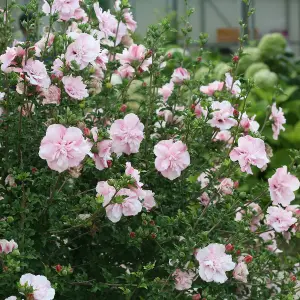 Hibiscus syriacus 'Pink Chiffon' in 9cm Pot - Beautiful Blousy Petals - Ready to Plant in The Garden