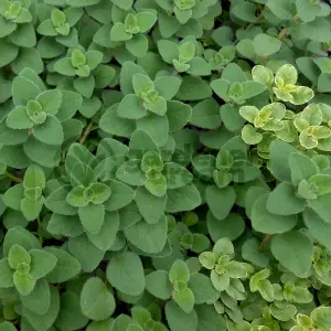 Oregano Hot & Spicy (10-20cm Height Including Pot) Garden Herb Plant - Aromatic Perennial, Compact Size