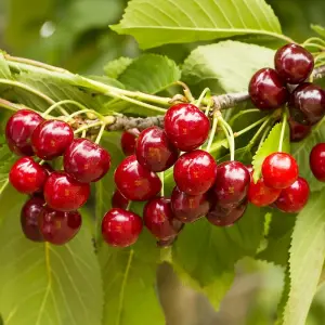 Dwarf Plum And Cherry Tree Collection 9cm Potted Plant x 2