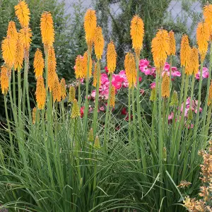 Kniphofia Mango Popsicle Garden Plant - Vibrant Orange Flowers, Compact Size (15-25cm Height Including Pot)