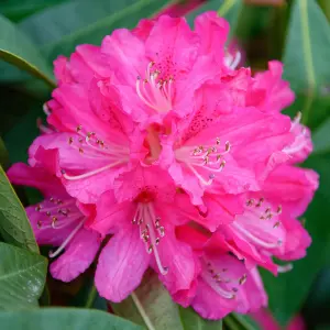 Gardeners Dream Rhododendron Germania (9cm)