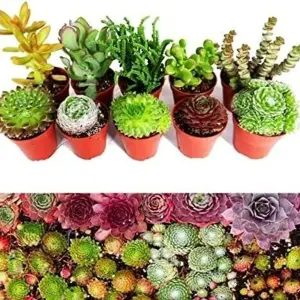 10 Sempervivum Succulent Plants - 5 Sempervivum - 5 Succulents in 5.5cm Pots