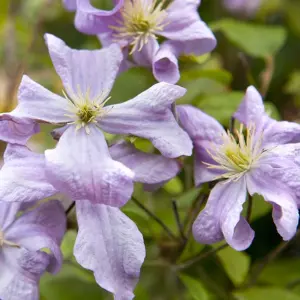 Clematis Prince Charles - Violet Blooms, Climbing Vine, Morning Sun (20-30cm Height Including Pot)