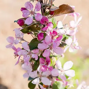 1 x Mini Apple Tree 'Malus Appletini' - in 13cm Pot, Apples Trees for Small Gardens, Grow Your Own Fruit, Garden Ready