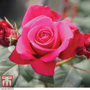 Rose (Rosa) (Hybrid Tea) Home Florist Timeless Collection 4 Bare Roots