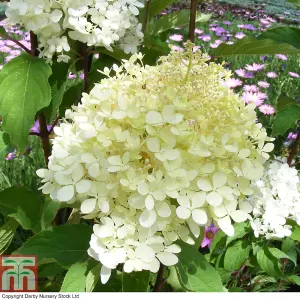 Hydrangea paniculata Phantom 9cm Pot x 1