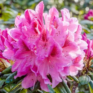 2 x Rhododendron Cosmopolitan Plants - 15-20cm in Height - 9cm Pots