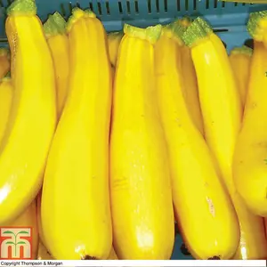 Courgette Orelia F1 1 Seed Packet (6 Seeds)