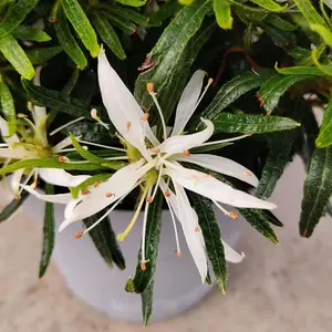 Azalea Starstyle White 10.5cm Potted Plant x 1