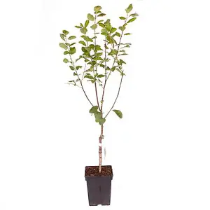 Victoria Plum Patio Fruit Tree in a 5L Pot 80-100cm Tall Grow Your Own Fruit Ready to Plant in Gardens