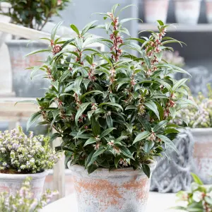 Sarcococca Hookeriana 'Winter Gem' Plant in a 4.6L Pot - Evergreen Christmas Sweetbox Plant