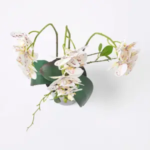 Homescapes White Orchid 56 cm Phalaenopsis in Ceramic Pot