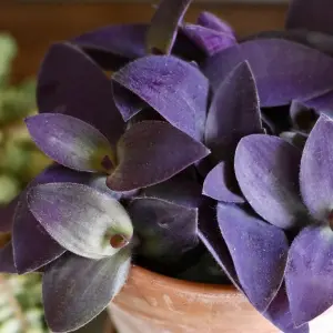 1 x Tradescantia Pallida Purple Heart Indoor Plant in 12cm Pot - Trailing House Plant with Eye Catching Foliage - Easy to Care For