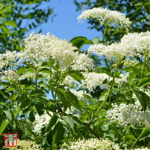 Hedge Elderberry (Sambucus nigra) 10 bare root plants