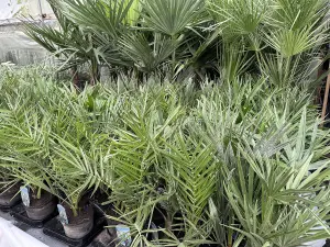 3x Mixed Hardy Palm Trees Plants in Pots Trachycarpus Chamaerops & Date Palm