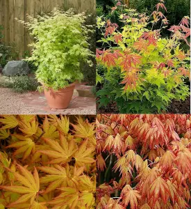 Acer Palmatum Orange Dream Large Japanese Maple Tree 120cm in a 7.5 Litre Pot