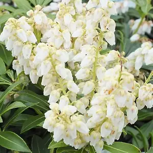 Pieris Debutante Evergreen Shrub - Elegant White Flowers (15-30cm Height Including Pot)