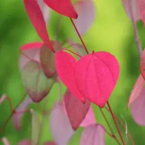 Katsura Tree Shrub Plant Cercidiphyllum Japonicum 12L Pot 1.5m - 1.75m