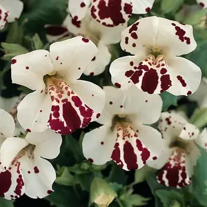 Mimulus Monkey Magic F1 Hybrid 1 Seed Packet (40 Seeds)