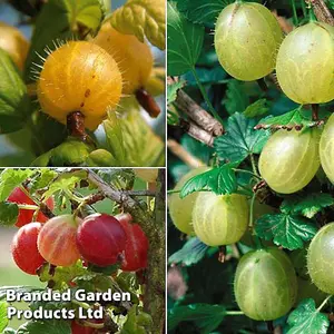 Gooseberry (Ribes uva-crispa) Collection 3 bare root plants