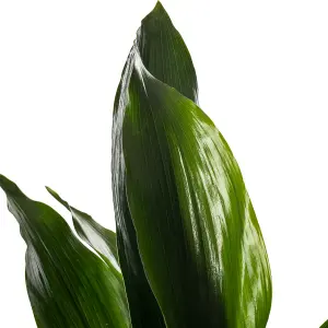 Aspidistra Elatior - Hardy and Low-Maintenance Indoor Plant for Interior Spaces (40-50cm Height Including Pot)