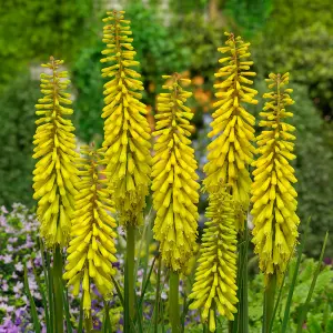 Kniphofia Banana Popsicle Plant in 9cm Pot - Rare Red Hot Poker Variety