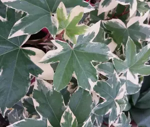 Fatshedera Lizei Variegata Evergreen Shrub Large Plant Supplied in a 3 Litre Pot